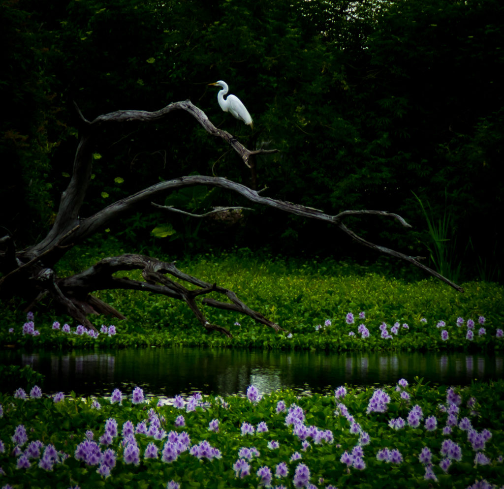 Egret above lake